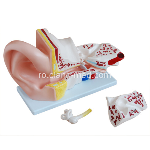 Modelul urechii uriașe